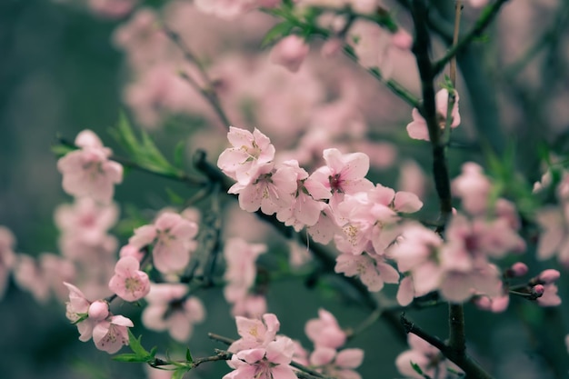 Foto hermosa flor de cerezo sakura en primavera