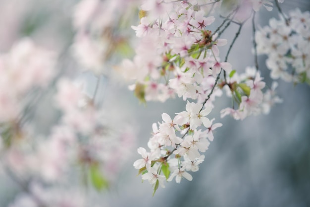 Hermosa flor de cerezo sakura en primavera