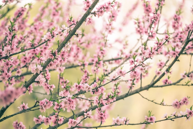 Foto hermosa flor de cerezo sakura en primavera