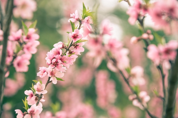 Hermosa flor de cerezo sakura en primavera