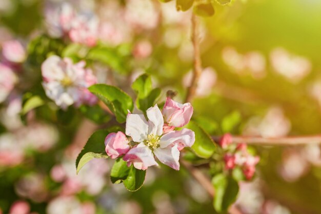 Hermosa flor de cerezo sakura en primavera