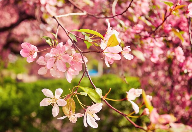 Hermosa flor de cerezo sakura en primavera