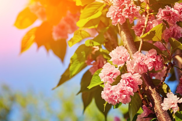 Hermosa flor de cerezo sakura en primavera