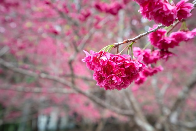 Foto la hermosa flor de cerezo yae sakura florece en taiwán en primavera