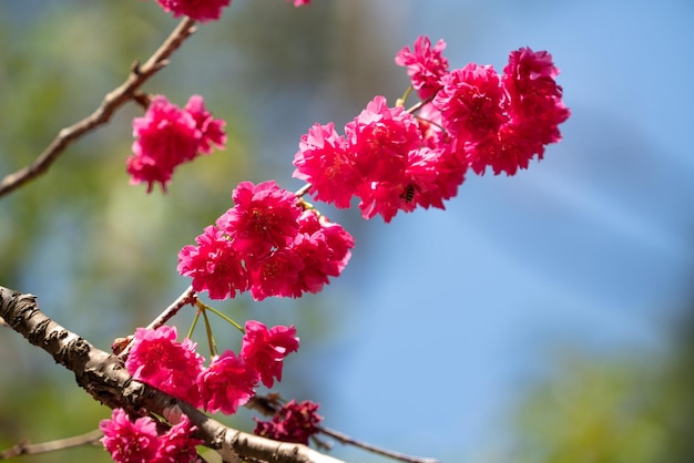 Hermosa flor de cerezo de Yae Sakura que florece en Taiwán