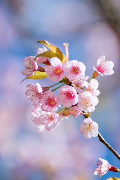 Hermosa flor de cerezo.