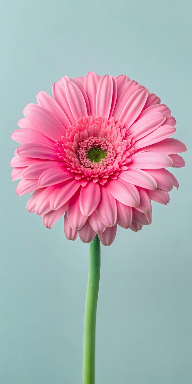 La hermosa flor clásica
