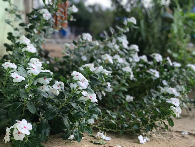 hermosa flor de color blanco y rosa con hoja verde naturaleza fondo fresco natural