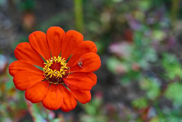 hermosa flor de color rojo contra un fondo borroso y una araña en el pétalo de la flor