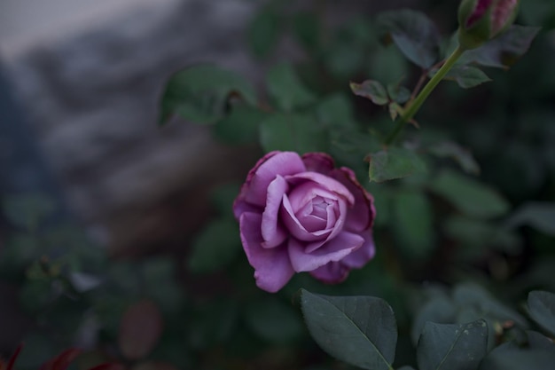 Hermosa flor color de rosa en el fondo de la vegetación