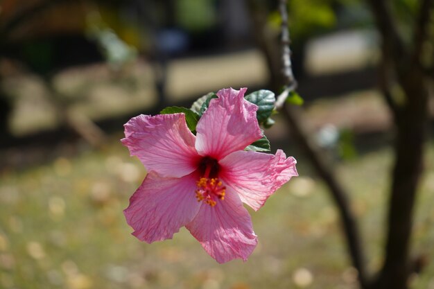 Hermosa flor color de rosa en el jardín