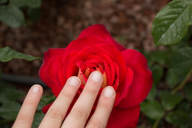 Foto hermosa flor color de rosa en la mano