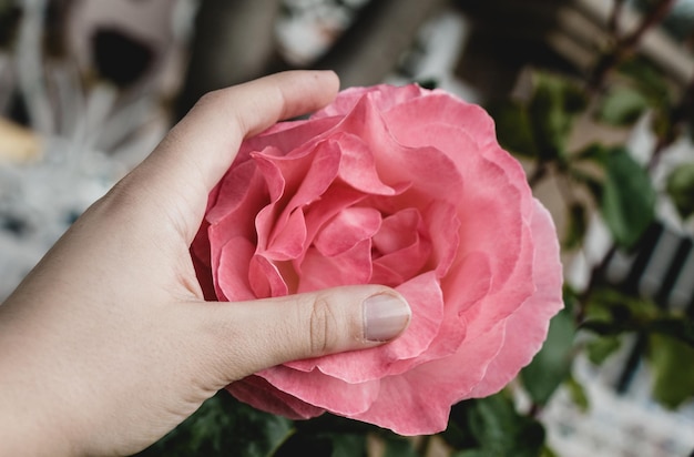 Hermosa flor color de rosa en la mano