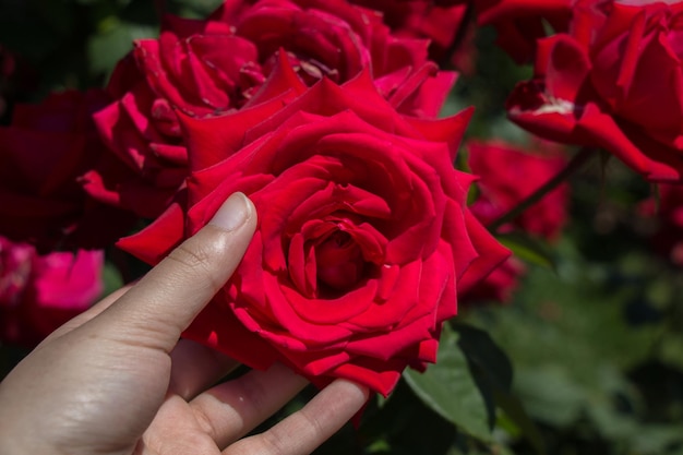 Hermosa flor color de rosa en la mano