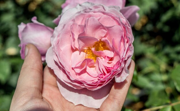 Hermosa flor color de rosa en la mano