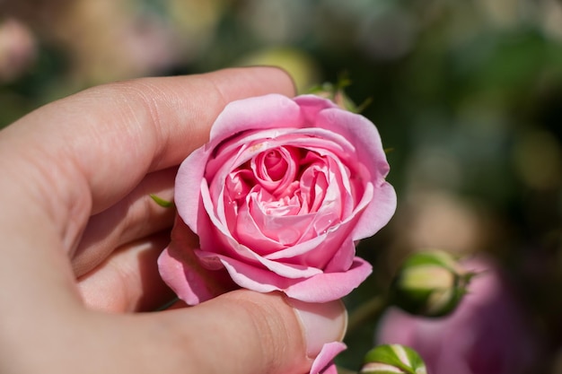 Hermosa flor color de rosa en la mano