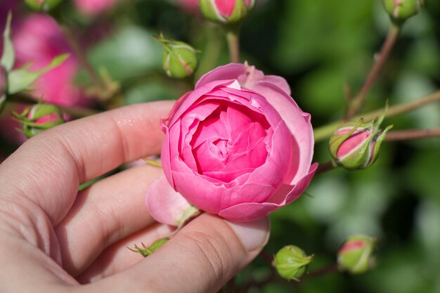 Hermosa flor color de rosa en la mano