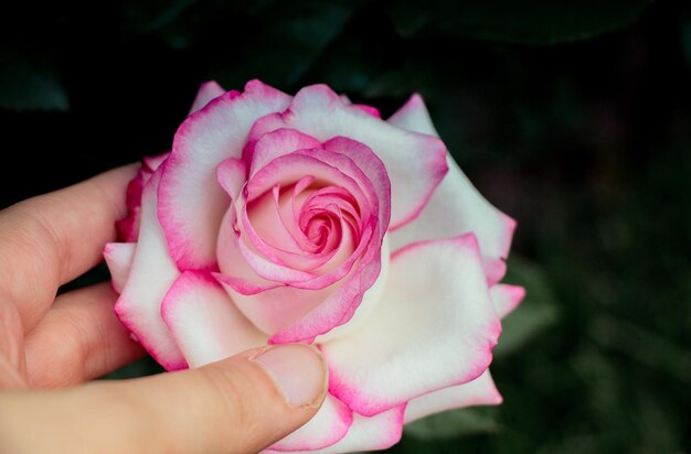 Hermosa flor color de rosa en la mano