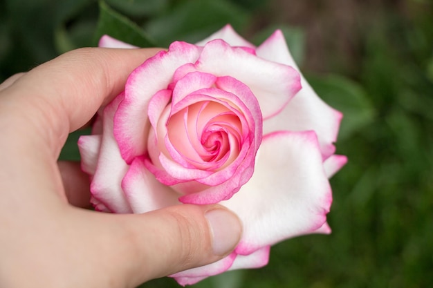 Hermosa flor color de rosa en la mano