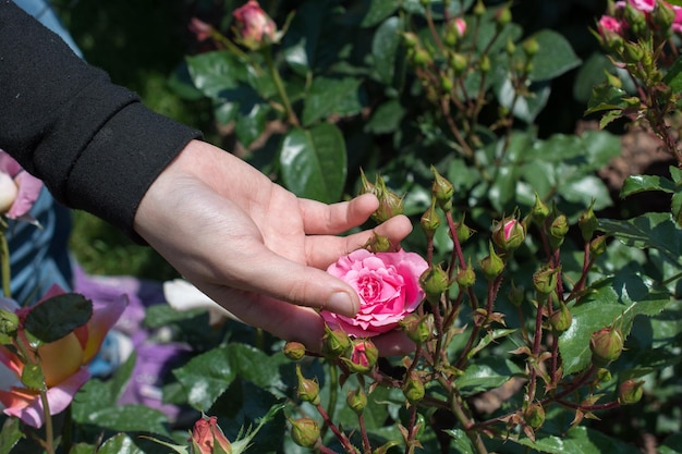 Hermosa flor color de rosa en la mano