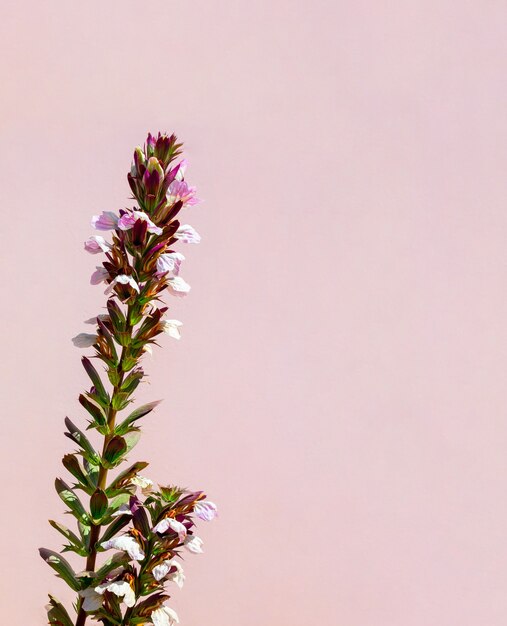 Hermosa flor de colores en la pared rosa. antecedentes