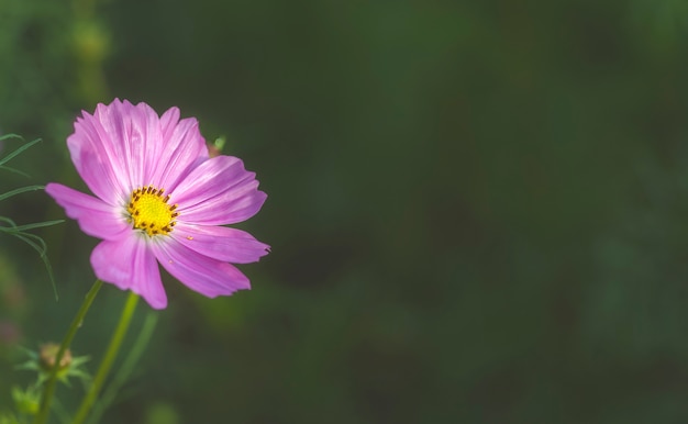 Hermosa flor colorida Cosmos en el jardín