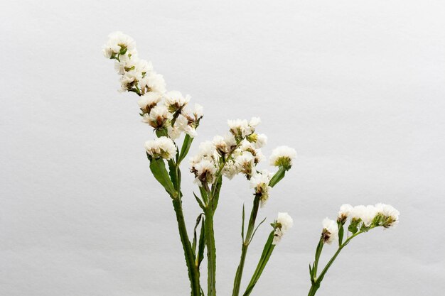 Hermosa flor concepto Inflorescencia de statice floreciente blanco aislado sobre fondo gris