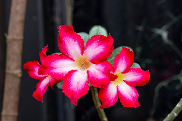 Hermosa flor conocida como rosa del desierto, muy común en los jardines de Río de Janeiro.