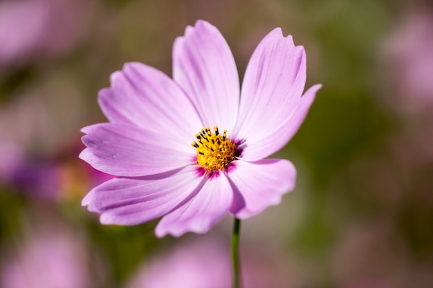 Hermosa flor de cosmos en el jardín