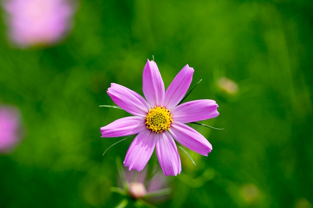 Hermosa flor de cosmos en el jardín