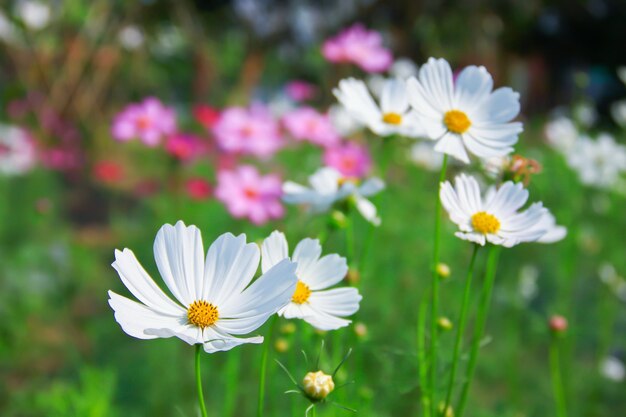 Hermosa flor del cosmos