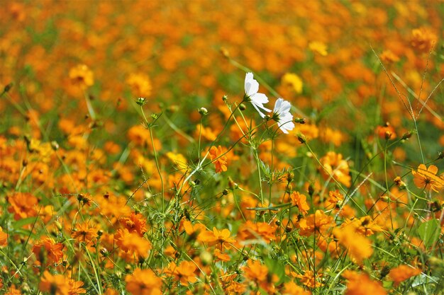 Hermosa flor del cosmos