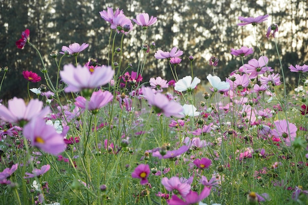 Hermosa flor del cosmos