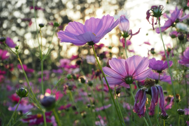 Hermosa flor del cosmos