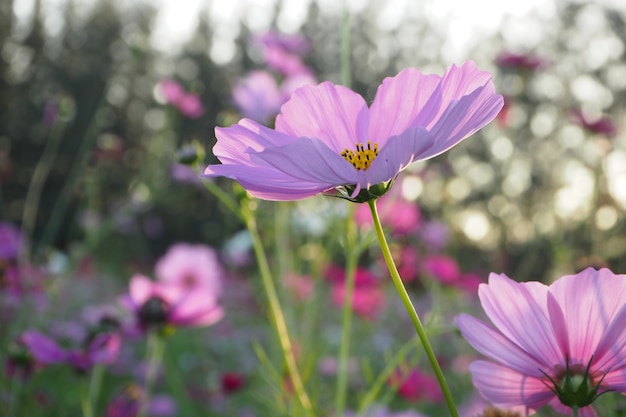 Hermosa flor del cosmos