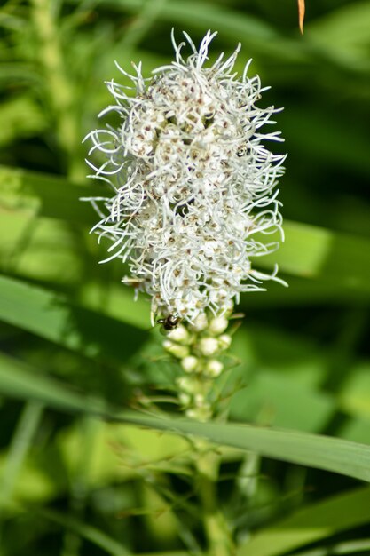 hermosa flor crece en el jardín de verano