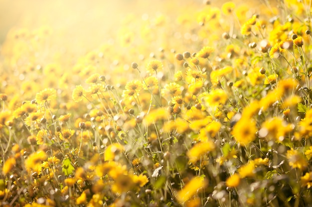 Hermosa flor de crisantemo amarillo en el campo de fondo