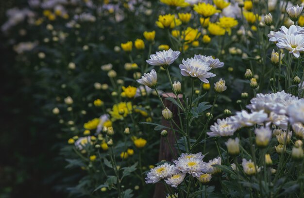 Hermosa flor de crisantemo blanca pequeña,