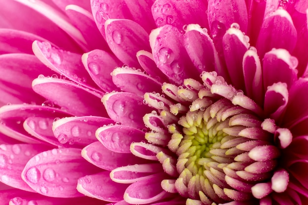 Hermosa flor de crisantemo y gotas de agua sobre los pétalos