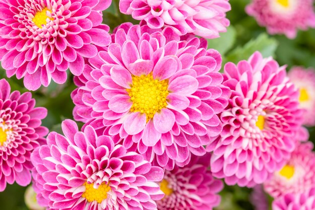 Hermosa flor de crisantemo en jardín