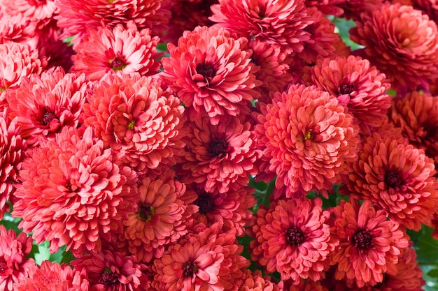 Hermosa flor de crisantemo magenta (fondo vivo de otoño)