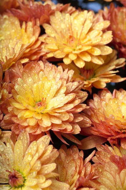 Hermosa flor de crisantemo naranja otoño vivo