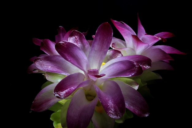 Hermosa flor de cúrcuma púrpura sobre negro