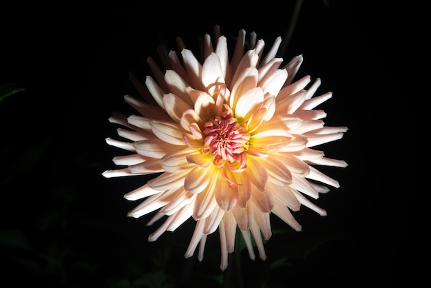 hermosa flor de dalia aislada en fondo negro con gotas de lluvia en el jardín