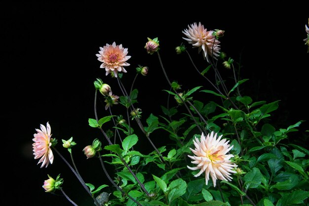 hermosa flor de dalia aislada en fondo negro con gotas de lluvia en el jardín