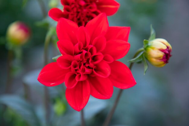 Hermosa flor de dalia colorida floreciente en el árbol del jardín