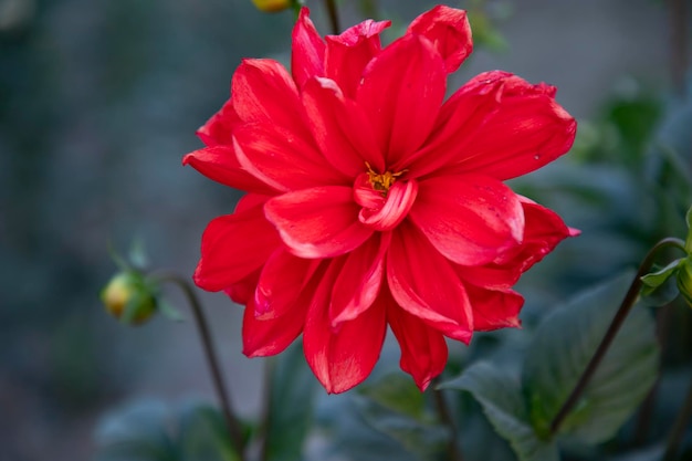 Hermosa flor de dalia colorida floreciente en el árbol del jardín