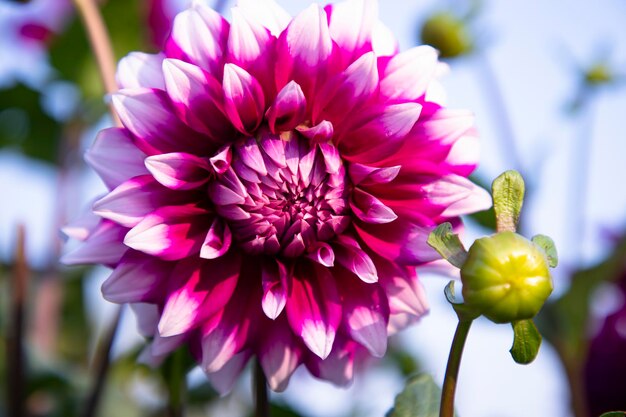 Hermosa flor de dalia colorida floreciente en el árbol del jardín