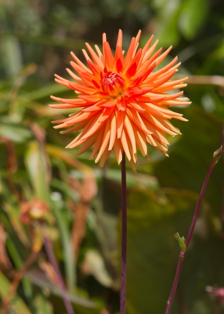 Foto una hermosa flor de dalia naranja con fondo de hoja