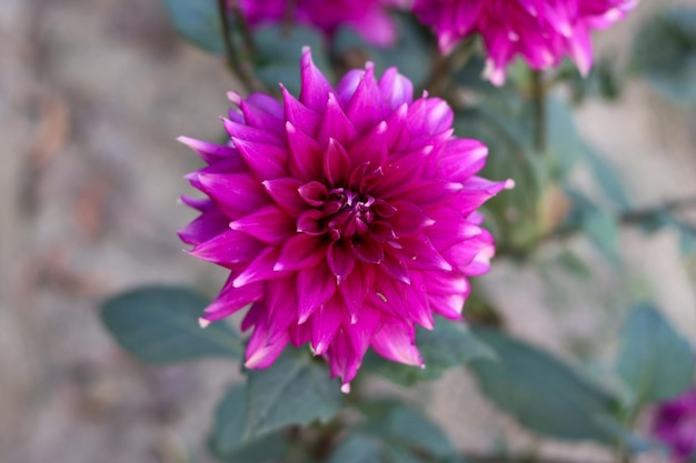 Hermosa flor de dalia con un primer plano sobre un fondo verde natural Fotografía de flor de dalia morada en un día soleado Flor de dalia única en un jardín con un fondo borroso